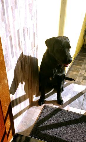 Doa-se um Labrador
