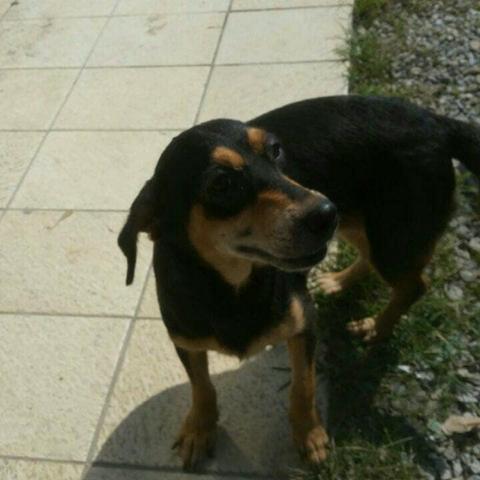 Doação de uma Princesa Urgente