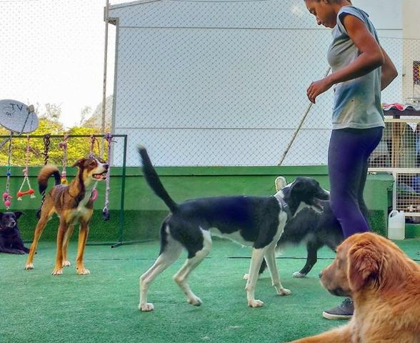 Dogwalker/Passeadora de Cães