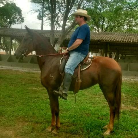 Mangalarga Marchador - Égua Neta de Campeão Nacional