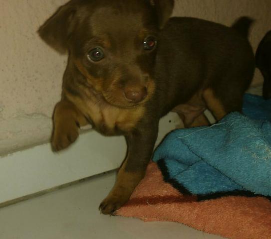 Pinscher número 1 chocolates