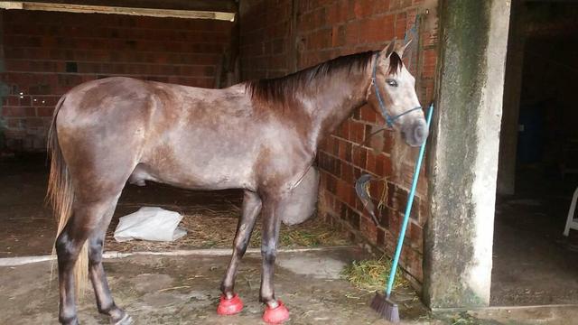 Poldo mangalarga marchador