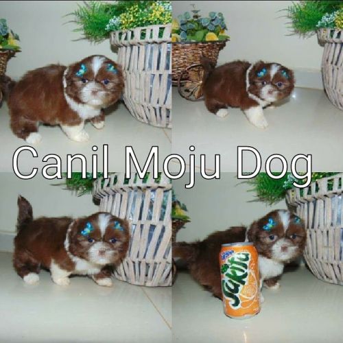 Shih tzu femea em 10x cartao Moju Dog