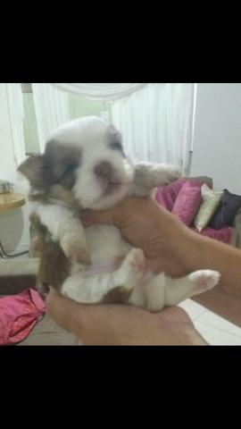 Shitzu machos e fêmeas ACEITO CARTÃO