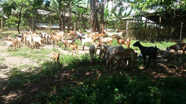 Venda de cabras e cabritos ovelhas Carneiro
