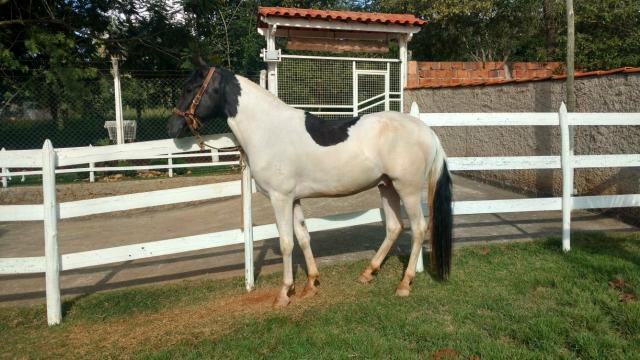 Vendo Potro pampa de preto com 2 registros