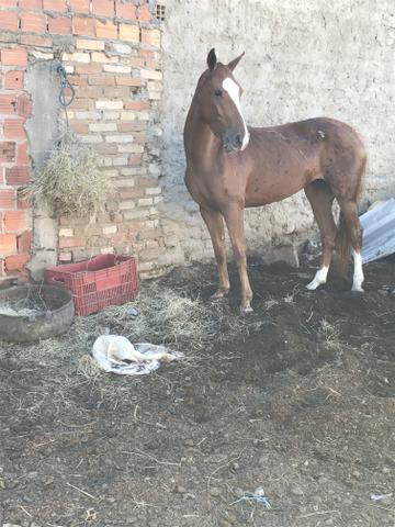 Égua mangalarga com quarto de milha