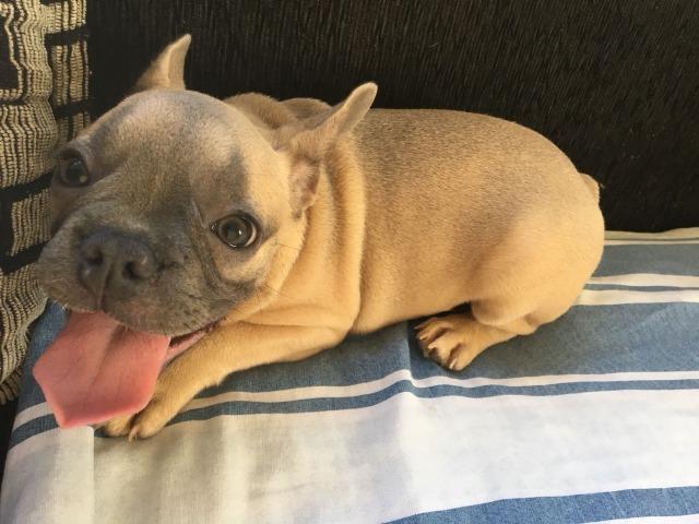 Bulldog Francês