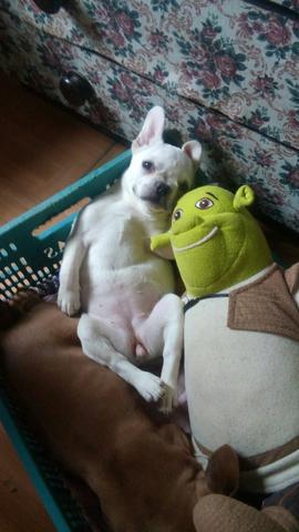 Bulldog francês em 12x