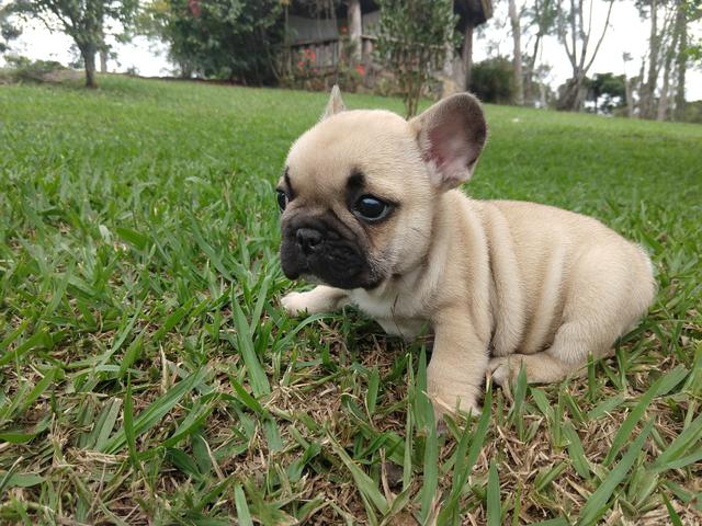 Bulldog francês macho