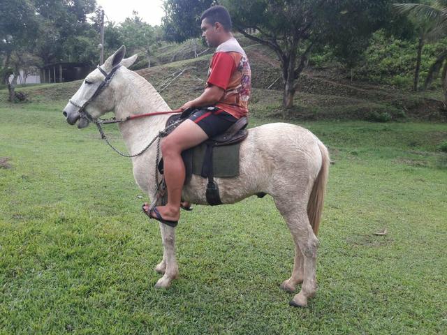 Burro bom de montaria