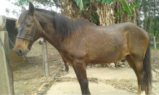 Cavalo mangalarga marchador