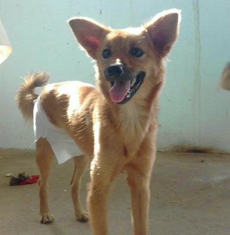 Estou dando essa cachorra