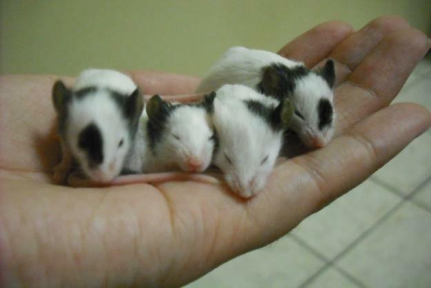 Mini Ratinhos Topolinos
