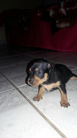 Pincher n 1 pai e mae n 1tenho um machinho e uma femia