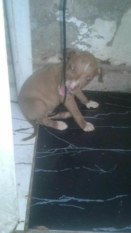 Pitbull da linhagem Thoppson