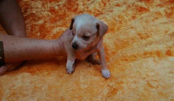 Vende-se pinscher n°1