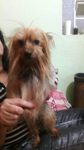 Vendo cachorro York macho