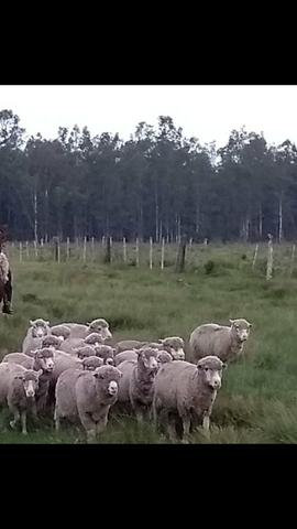 Vendo lote de 18 ovelhas