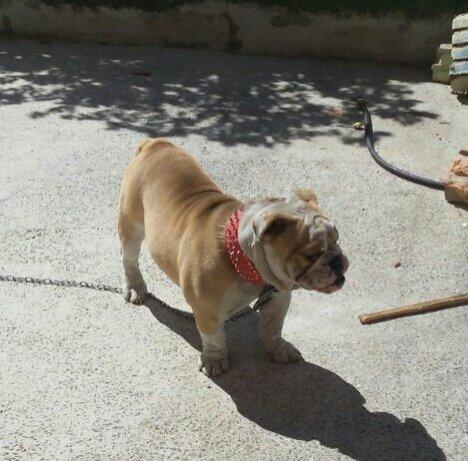 Bulldog Ingles ÷ 6x com juros