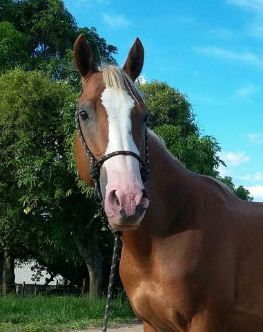 Cavalo Quarto de milha 1/2sangue Registrado