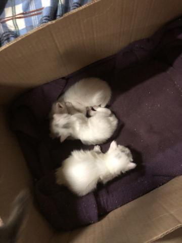 Gatinhos doação RESPONSÁVEL