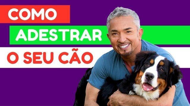 Guia de Adestramento de cães - Passo a Passo