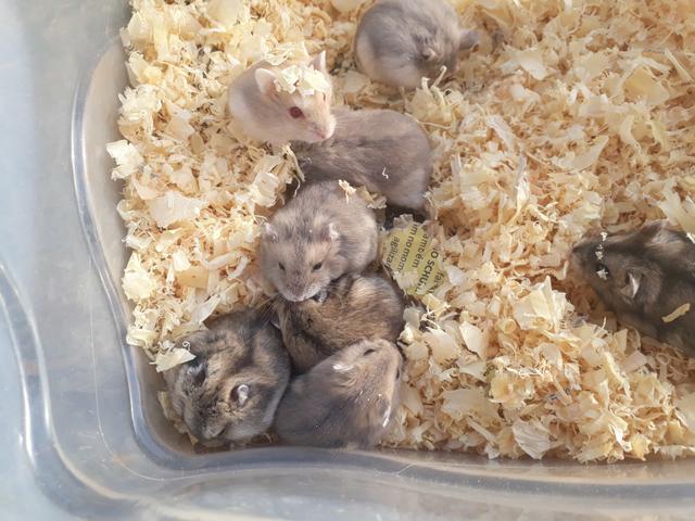 Hamster chines