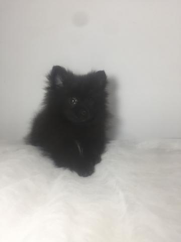 Lulu da pomerânia Promoção de dia das mães