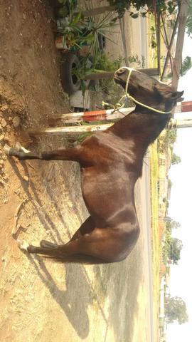 Potra palista pizadera