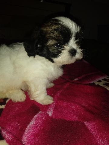 Promoção shih tzu macho 