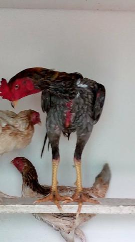 Vende-se um casal de índio gigantes mais duas galinhas carioca