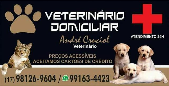 Veterinário domiciliar