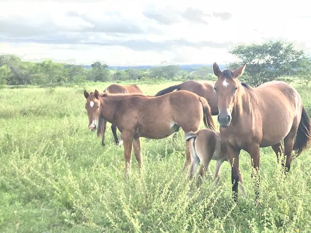 Cavalos, éguas e potros a venda
