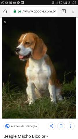 Compro Beagle macho