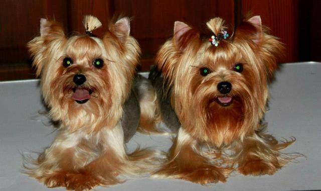 Dia das Maes- Yorkshire Femea Miniatura