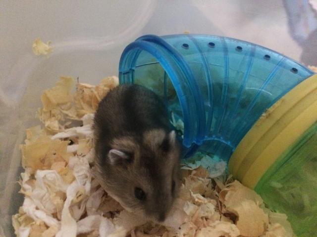 Doa-se hamster anão russo