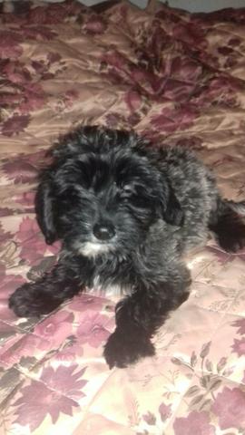 Lhasa com york macho