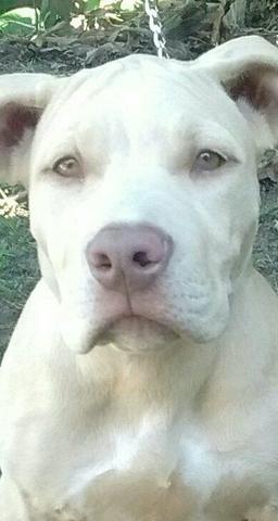 Pitmonster fêmea com 4 meses