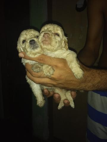 Presentei sua mãe com cachorro poodle