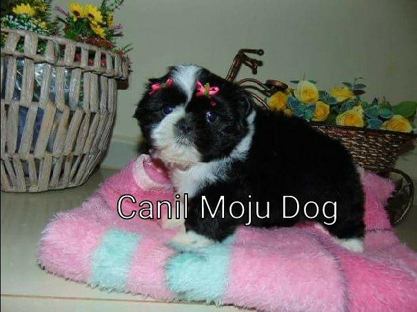 Shih Tzu femea pedigree/vacina entregamos 10x de 130