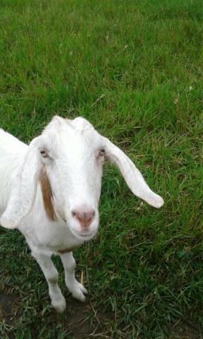 Vende - se duas cabras pra criar