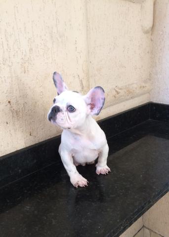 Bulldog Francês Exótico Macho