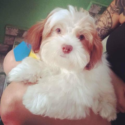 Cachorro - Ilhasa Apso