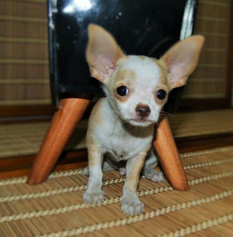 Chihuahua Macho Disponível | Criador: Felipe Fiuza Oficial