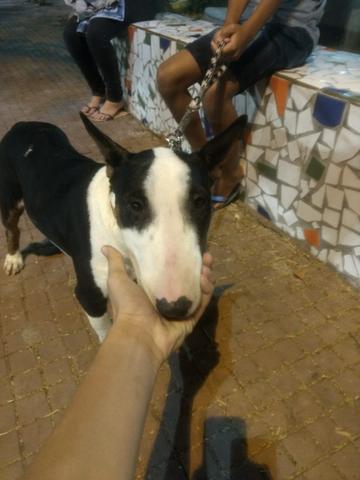 Fêmea de bull terrier