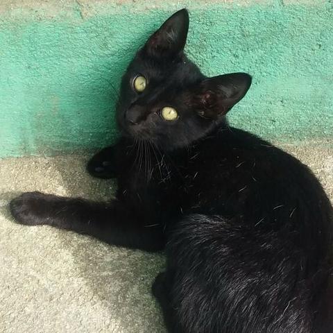 Gatinho macho de quatro meses de idade para adoção