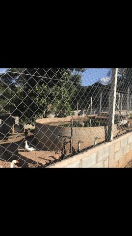 Lote de 10 gansos sinaleiro chines e africano a escolher