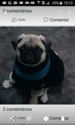 Pug macho 60 dias por apenas 