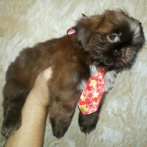 Shih Tzu Macho Chocolate